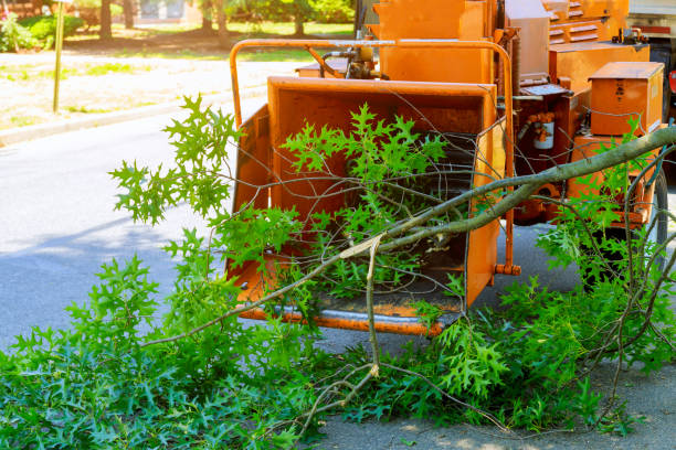 Best Hedge Trimming  in Cherryvale, SC